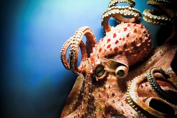 Kraken tor marketplace