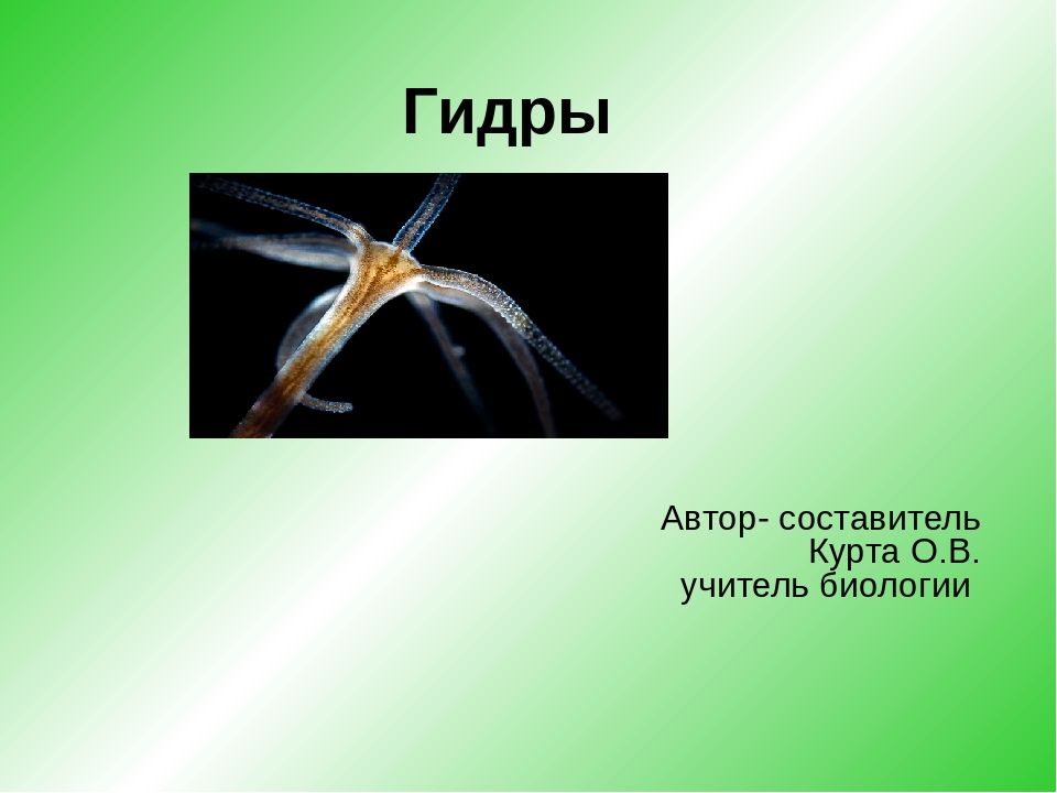 Ссылка на кракен официальный сайт